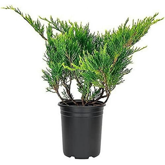 Juniper Monna Sierra Spreader 3 Live 4 Inch Pots Juniperus Chinensis Drought Tolerant Cold Hardy Evergreen Groundcover Plants