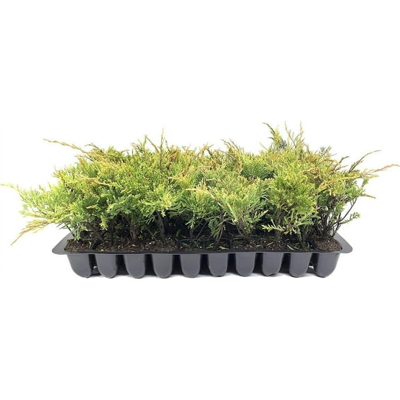 Juniper Monna Sierra Spreader 30 Live Plants Juniperus Chinensis Drought Tolerant Cold Hardy Evergreen Ground Cover