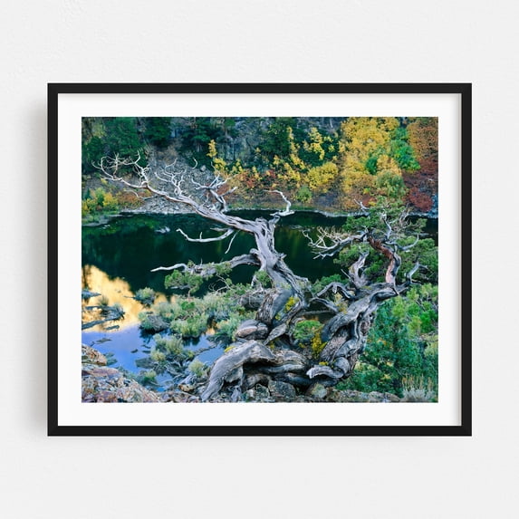 Juniper - Photography Nature Autumn Landscape Forest Lake Scenic Wilderness Black Framed Wall Art Print 11 x 14 inches