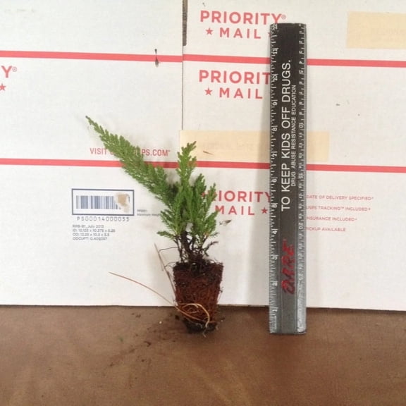 Juniper Prince of Wales – Live Plants