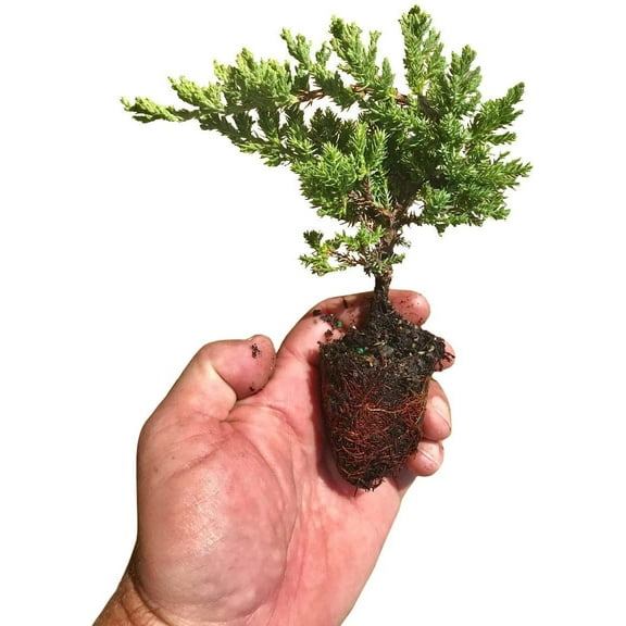 Juniper Procumbens Nana - 10 Live Plants - Drought Tolerant Evergreen Groundcover - Great for Bonsai