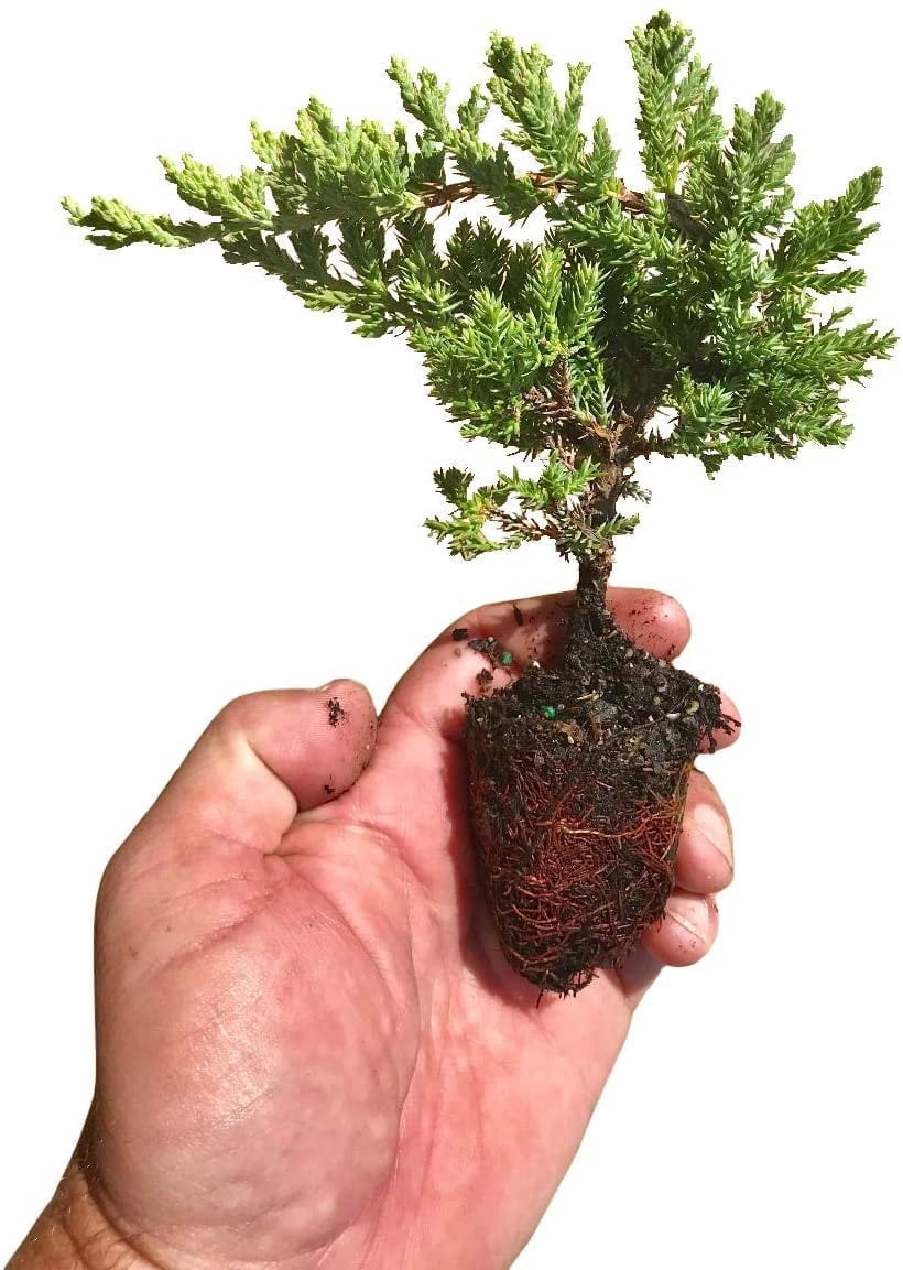 Juniper Procumbens Nana - 20 Live Plants - Drought Tolerant Evergreen Groundcover - Great for Bonsai