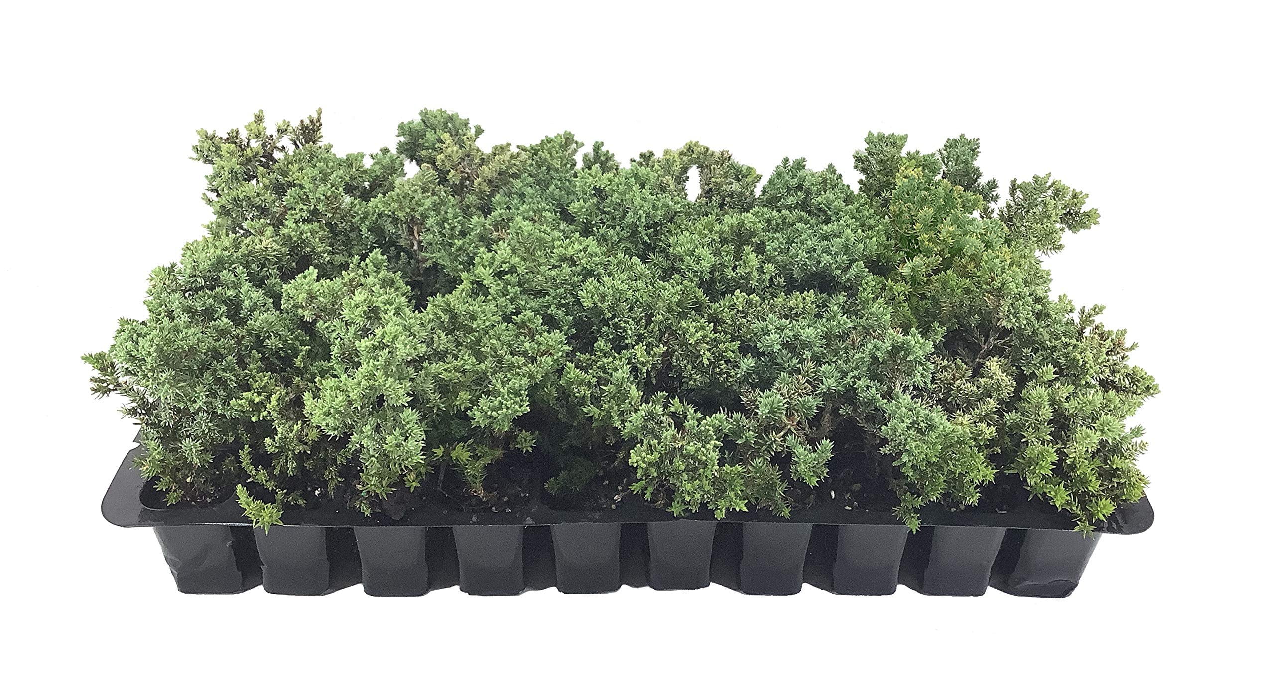 Juniper Procumbens Nana - 30 Live Plants - Drought Tolerant Cold Hardy Evergreen Ground Cover