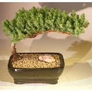 Juniper Procumbens Nana Juniper Bonsai Tree, Medium