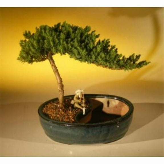 Juniper Procumbens Nana Tree & Water Pot - Medium