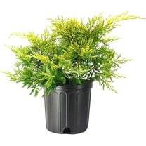 Juniper Saybrook Gold  3 Live Gallon Size Plants  Juniperus Chinensis  Cold Hardy Evergreen Groundcover