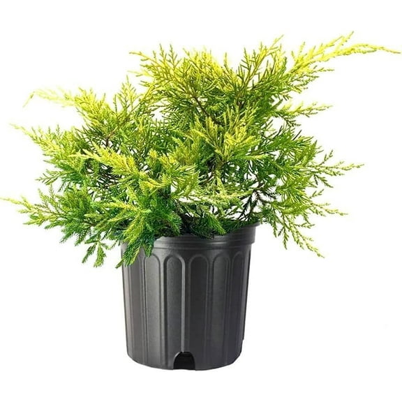 Juniper Saybrook Gold  3 Live Gallon Size Plants  Juniperus Chinensis  Cold Hardy Evergreen Groundcover