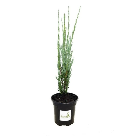 Juniper Scopulorum, Skyrocket Evergreen Tree, 4 Inch Pot