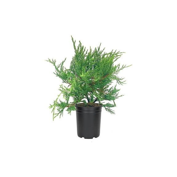 Juniper Sea Spray 1 Live 4 Inch Pot Juniperus Chinensis Drought Tolerant Cold Hardy Evergreen Groundcover Plants