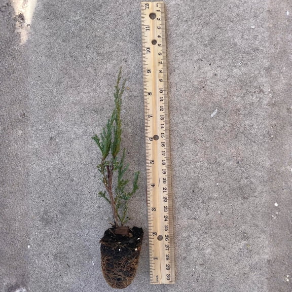Juniper Skyrocket - Live Plants