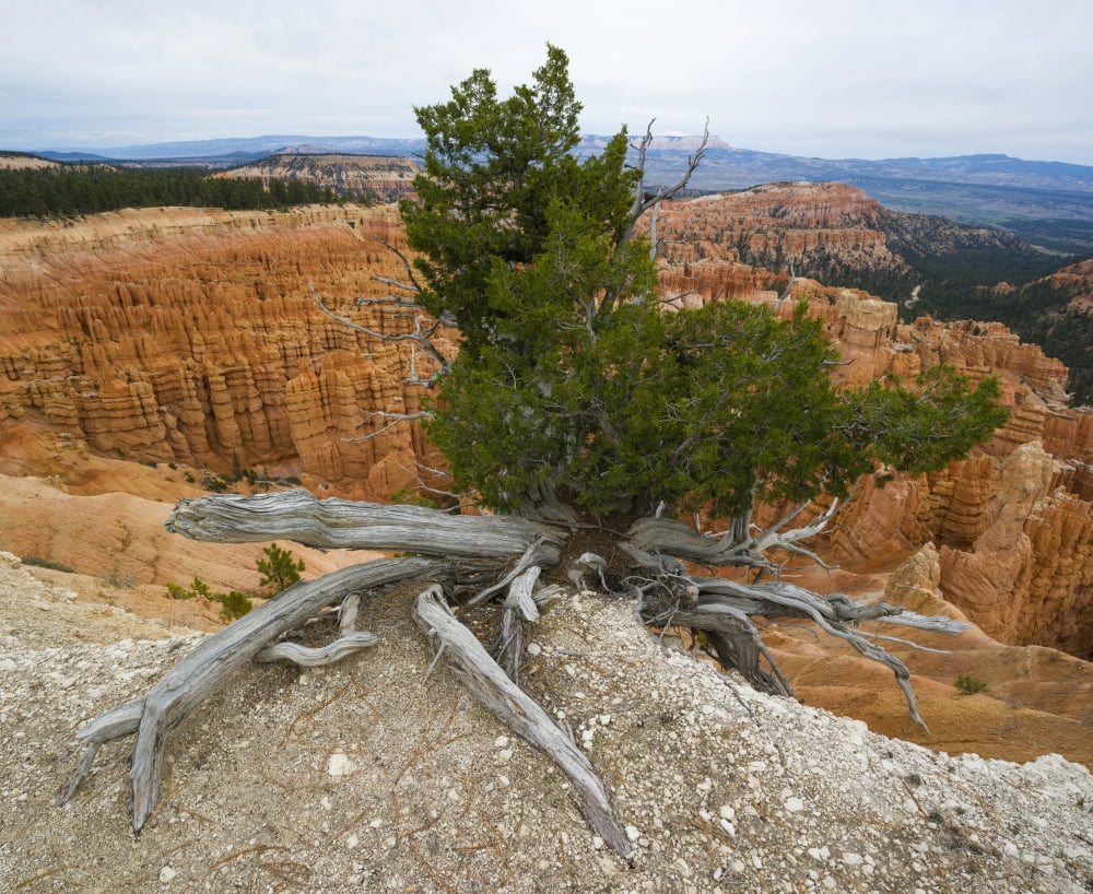 Juniper tree clings to the canyon edge near Inspiration Point Bryce Canyon National Park Utah USA Canvas Art - Panoramic Images (27 x 22)