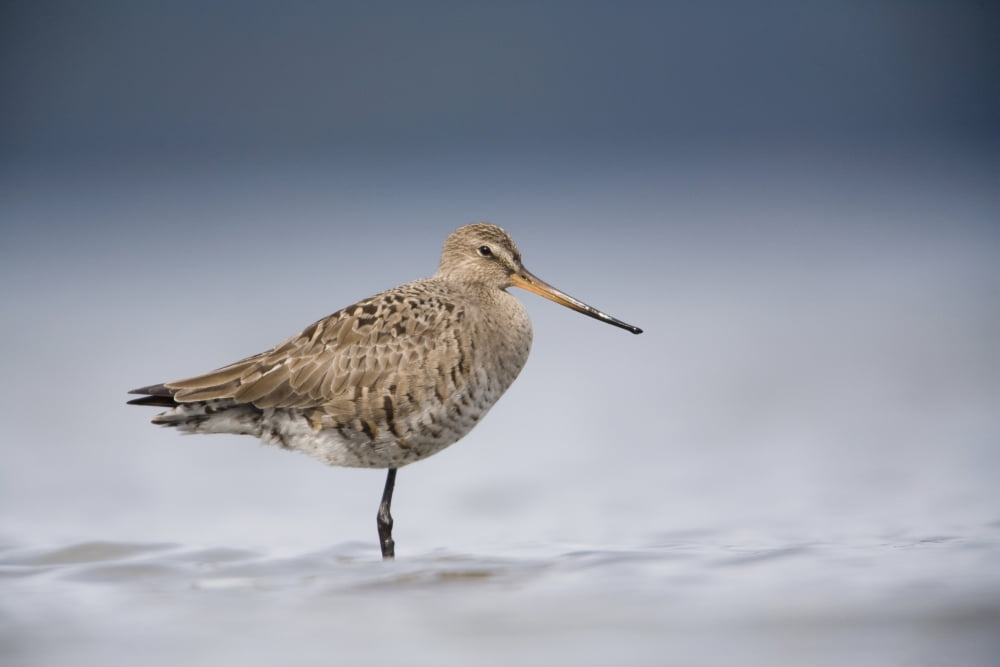 Junvenile Hudsonian Godwit Resting In Shallow Water Of Hartney Bay Copper River Delta Near Cordova Southcentral Alaska Spring Canvas Art - Milo Burcham Design Pics (19 x 12)