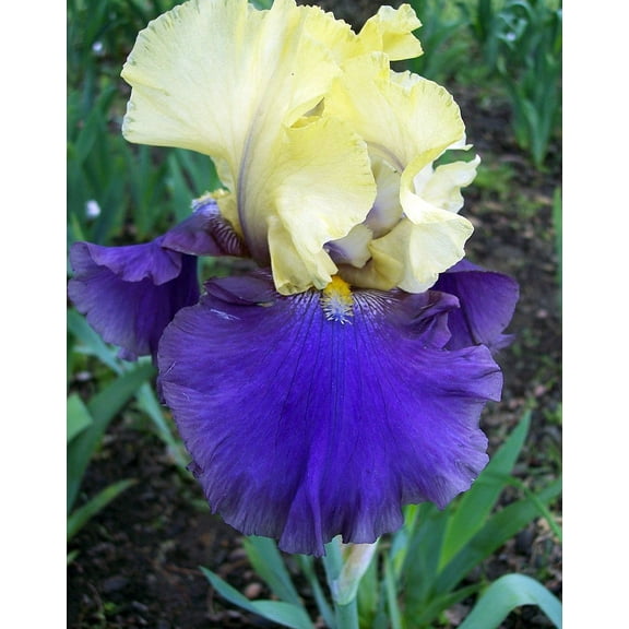 Jurassic Park Bearded German Iris  - #1 Bareroot Rhizome - Rebloomer