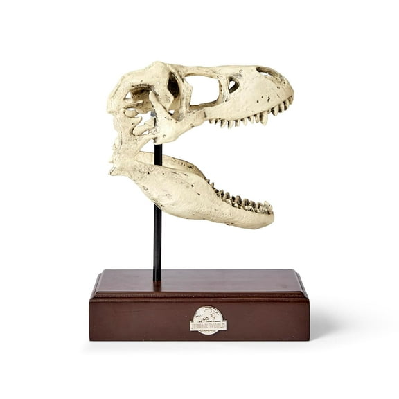 Jurassic World 9x8 Inch Tyrannosaurus Rex Skull Resin Replica