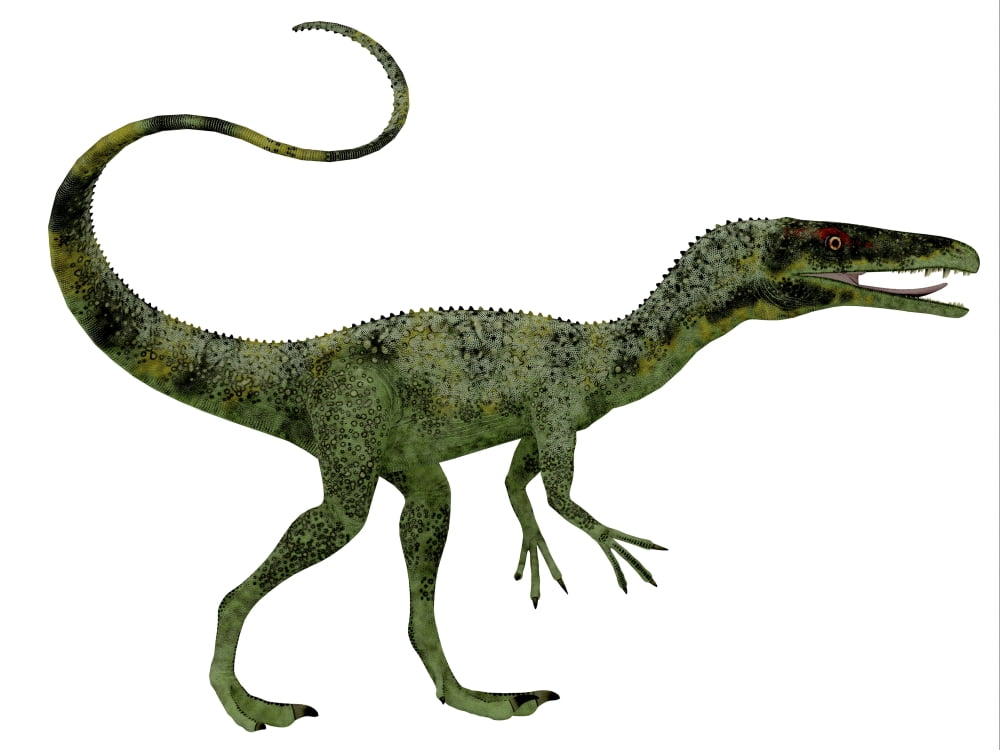 Juravenator dinosaur Canvas Art - Corey FordStocktrek Images (16 x 12)