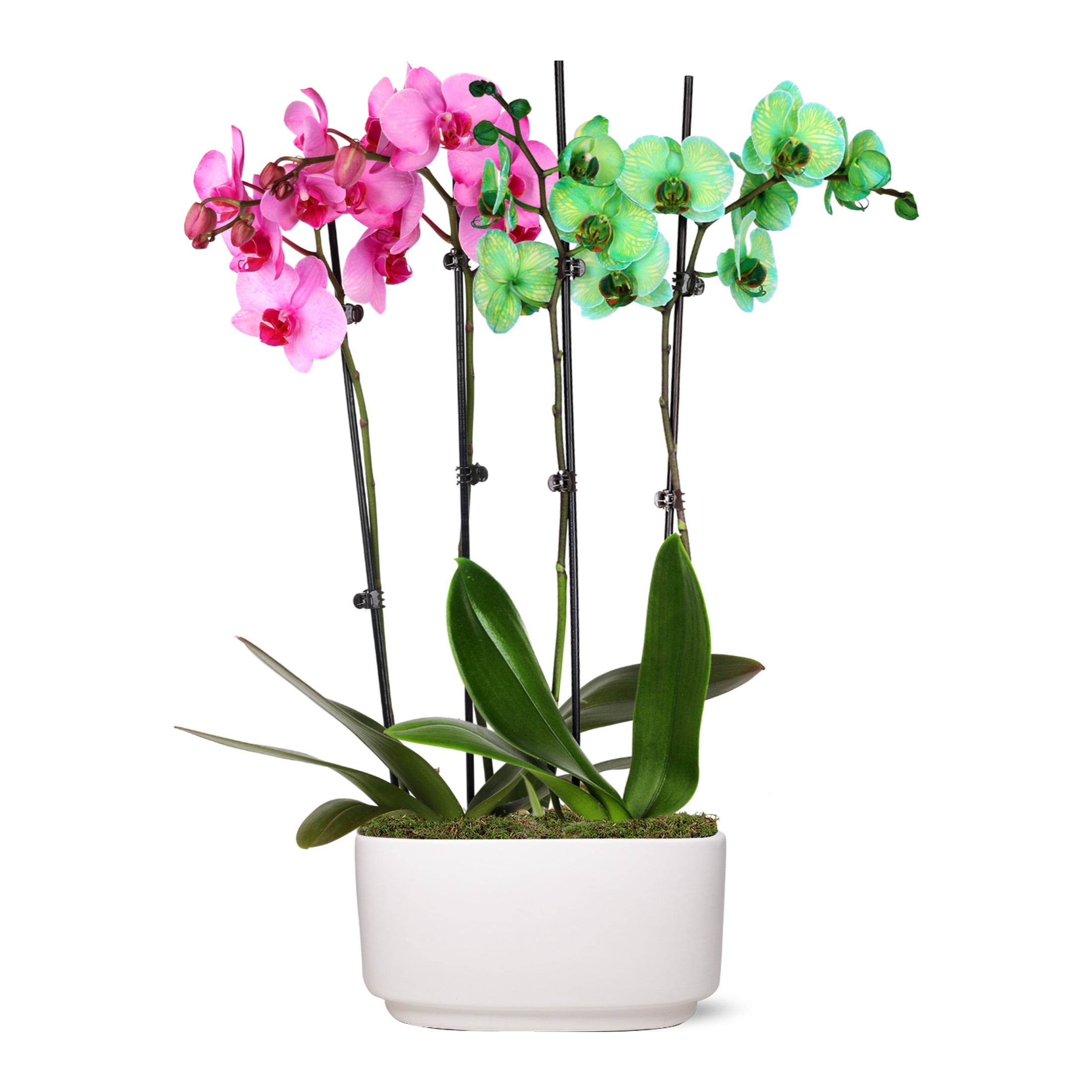 Just Add Ice 10" Green and Pink Watercolor Duo in White Ceramic Pot