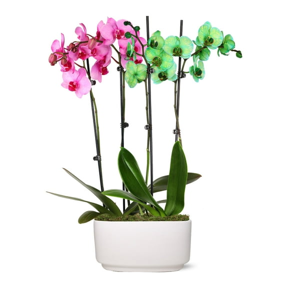 Just Add Ice 10" Green and Pink Watercolor Duo in White Ceramic Pot