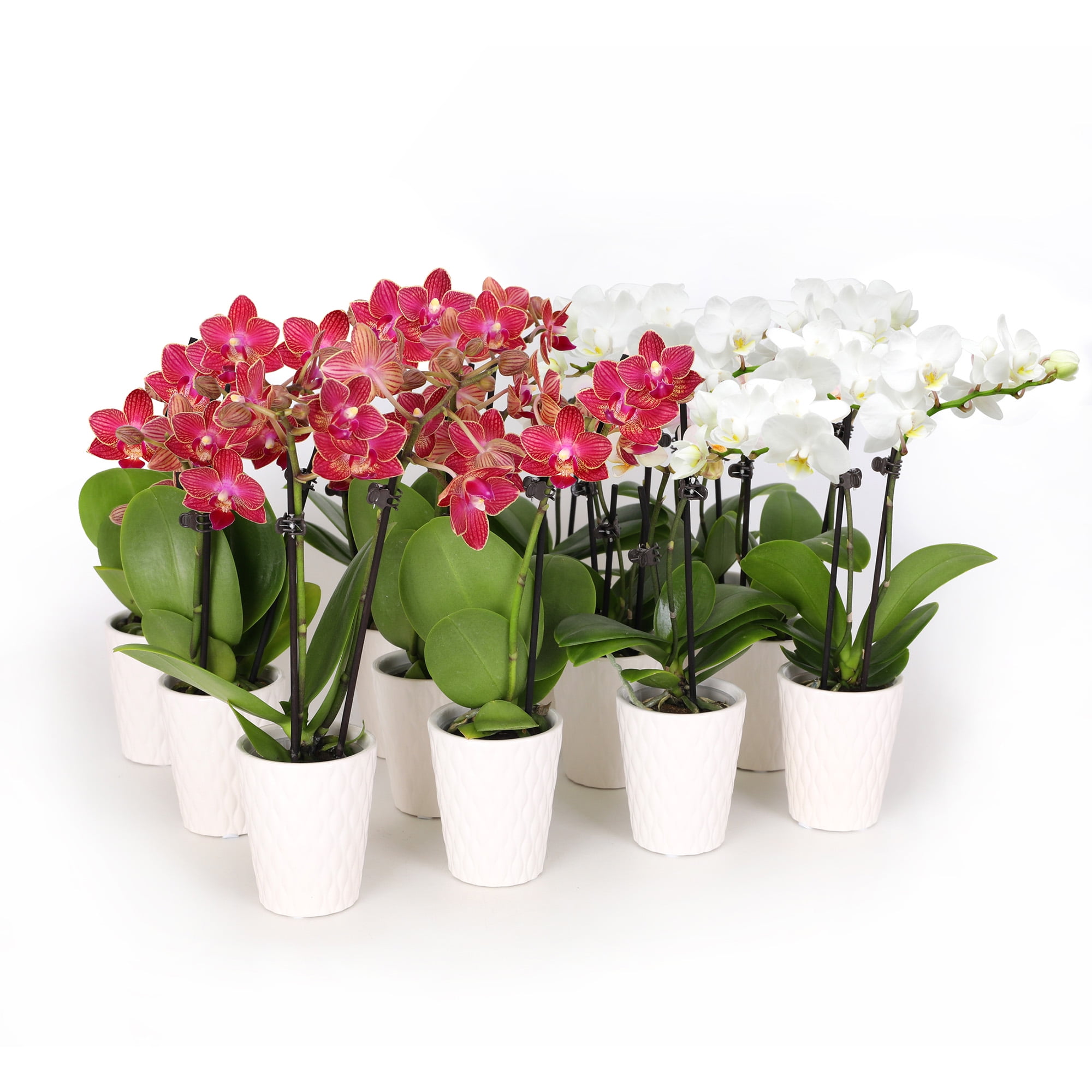 Just Add Ice 12-Pack Mini Red and White Orchids Live Plant Holiday