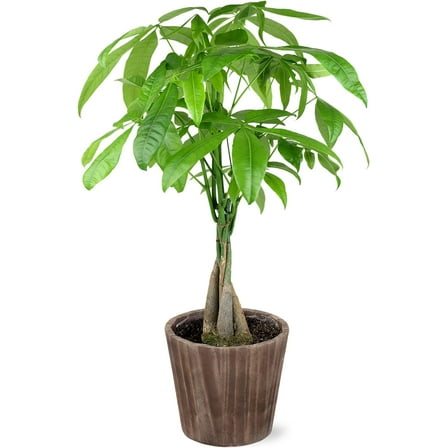 Just Add Ice 14-16" Money Tree Live Plant in 5" Brown Wood Pot, House Plant