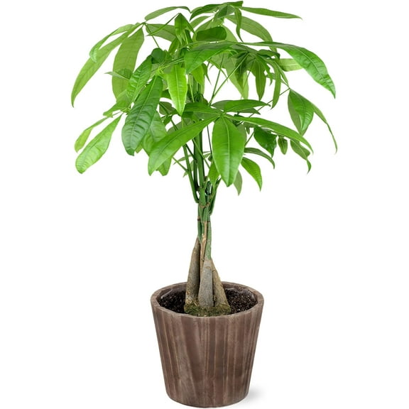 Just Add Ice 14-16" Money Tree Live Plant in 5" Brown Wood Pot, House Plant