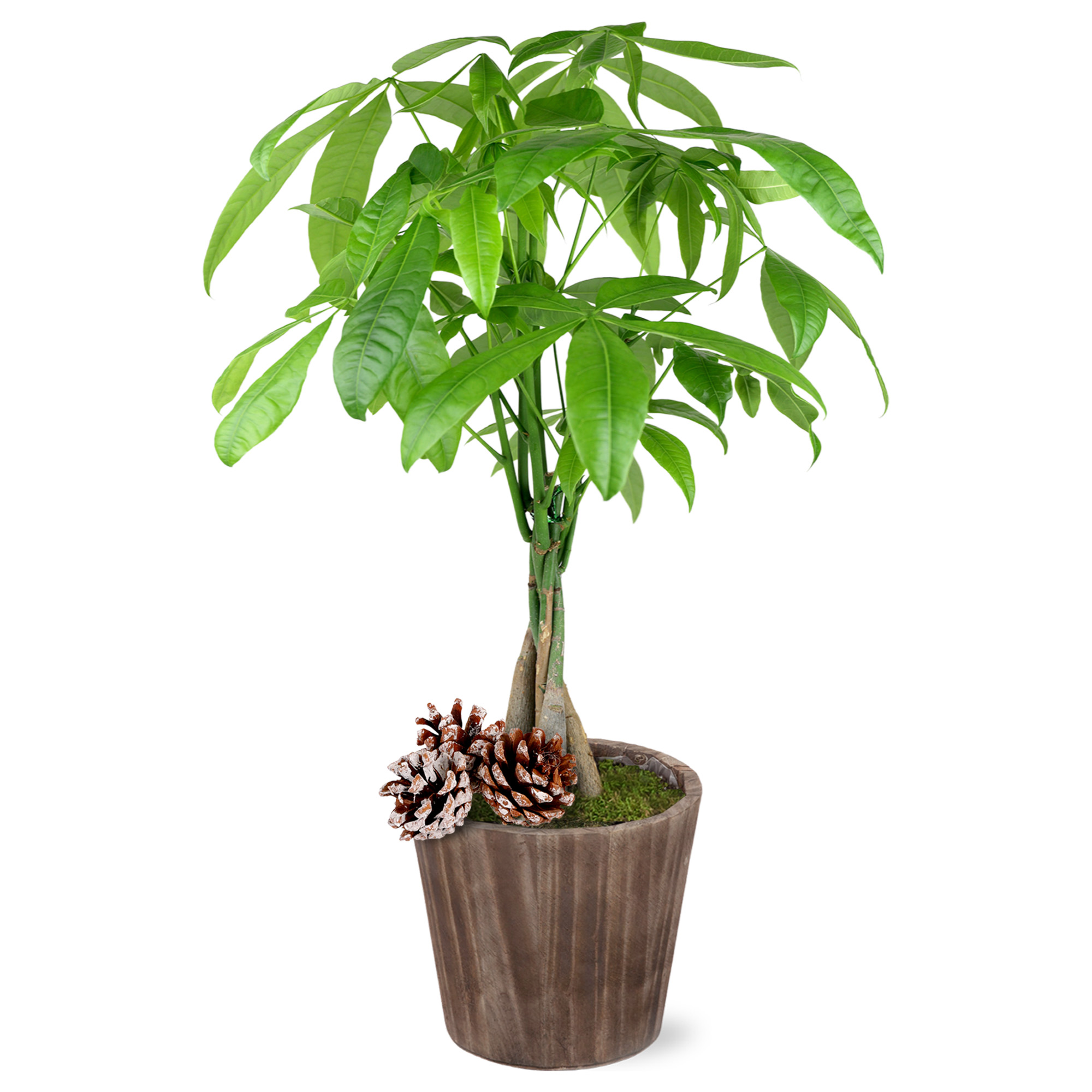 9GreenBox 5 Money Tree Plants Braided Into 1 Tree Pachira with 4