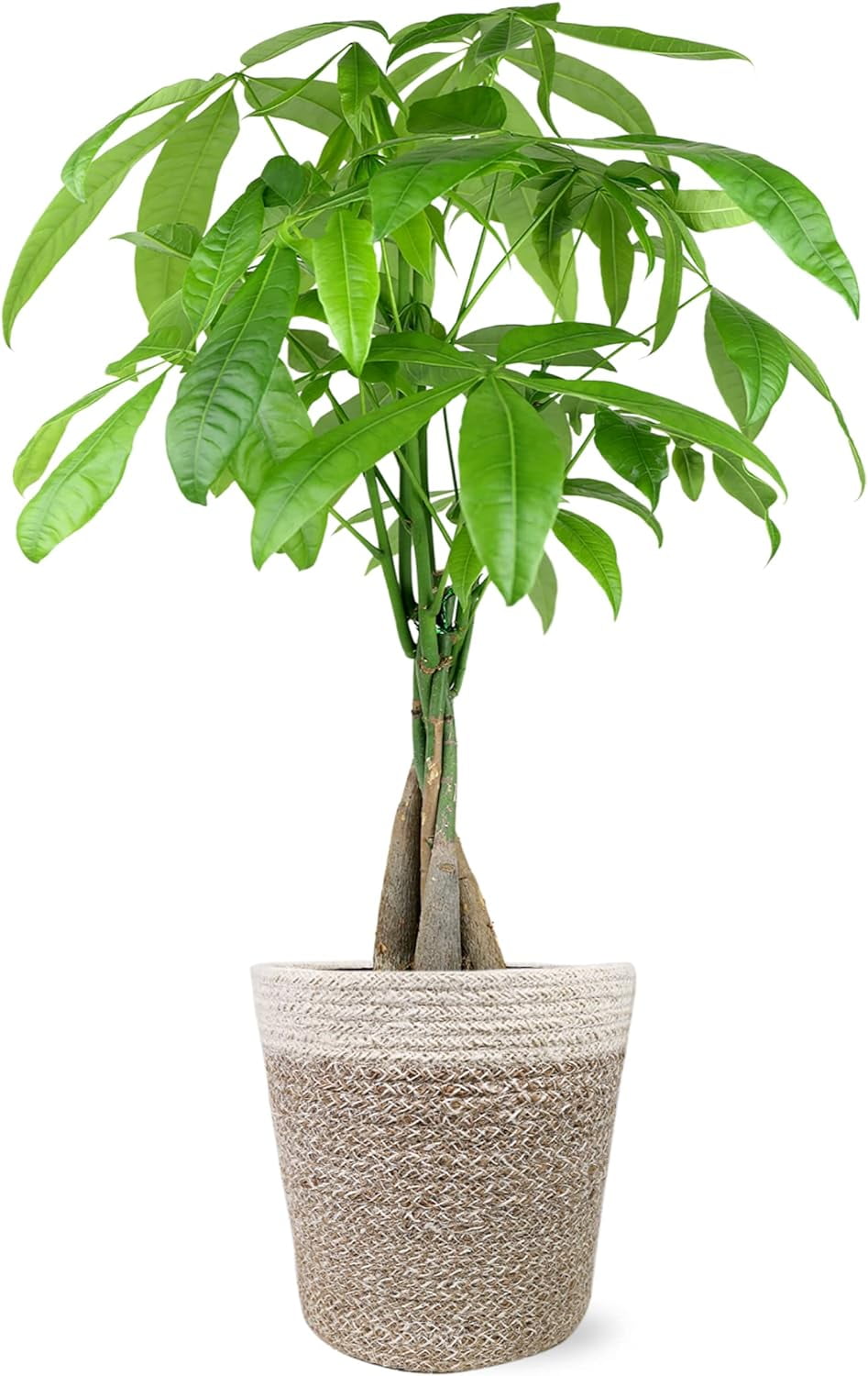 Just Add Ice 14-16" Money Tree Live Plant in 5" Cream Jute Pot, House Plant