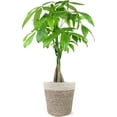 thumbnail image 1 of Just Add Ice 14-16" Money Tree Live Plant in 5" Cream Jute Pot, House Plant, 1 of 6