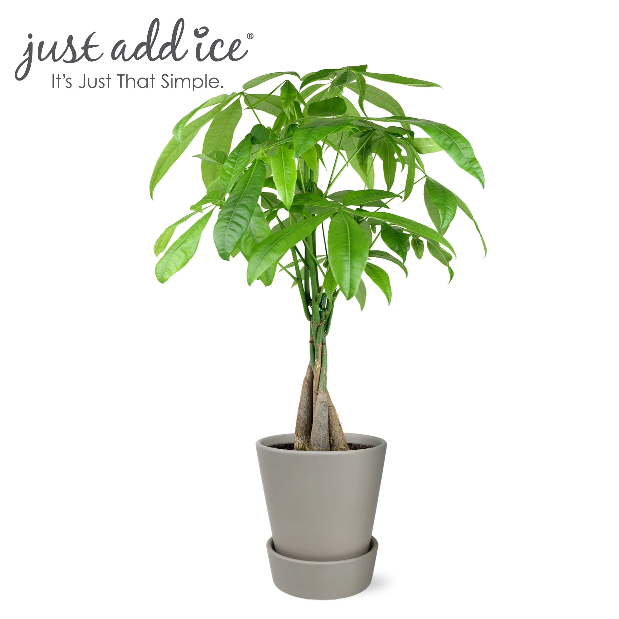 Just Add Ice 14-16" Money Tree Live Plant in 5" Grey Signature Ceramic Pot, House Plant