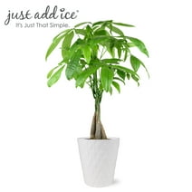Just Add Ice 14-16" Money Tree Live Plant in 5" White Ceramic Pot, House Plant