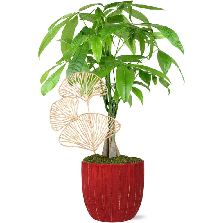 bird nest fern benefits Asplenium nidus Crispy Wave - Pleated Bird's Nest Fern | Hortology