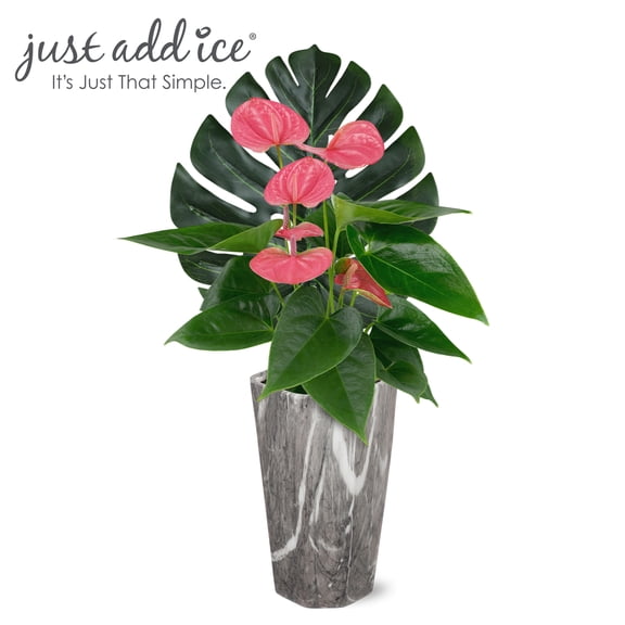 Just Add Ice 14-18" Pink Anthurium Live Plant in 5" Grey Marble Ceramic Pot with Monstera Pick, House Plant