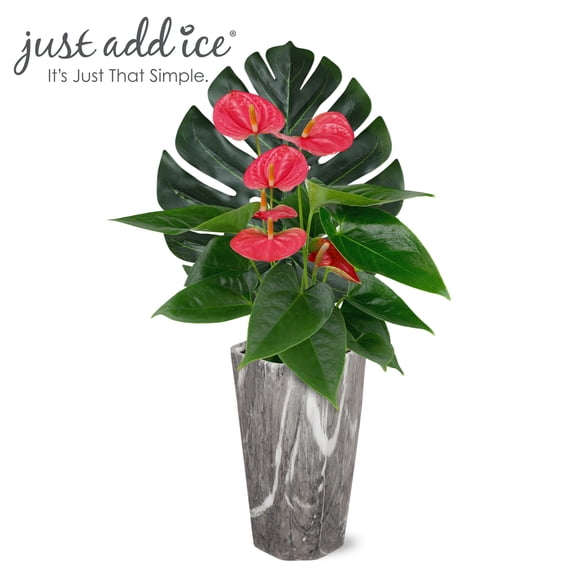 Just Add Ice 14-18" Red Anthurium Live Plant in 5" Grey Marble Ceramic Pot with Monstera Pick, House Plant