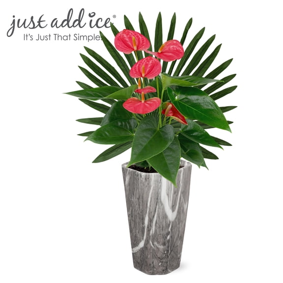 Just Add Ice 14-18" Red Anthurium Live Plant in 5" Grey Marble Ceramic Pot with Palm Pick, House Plant
