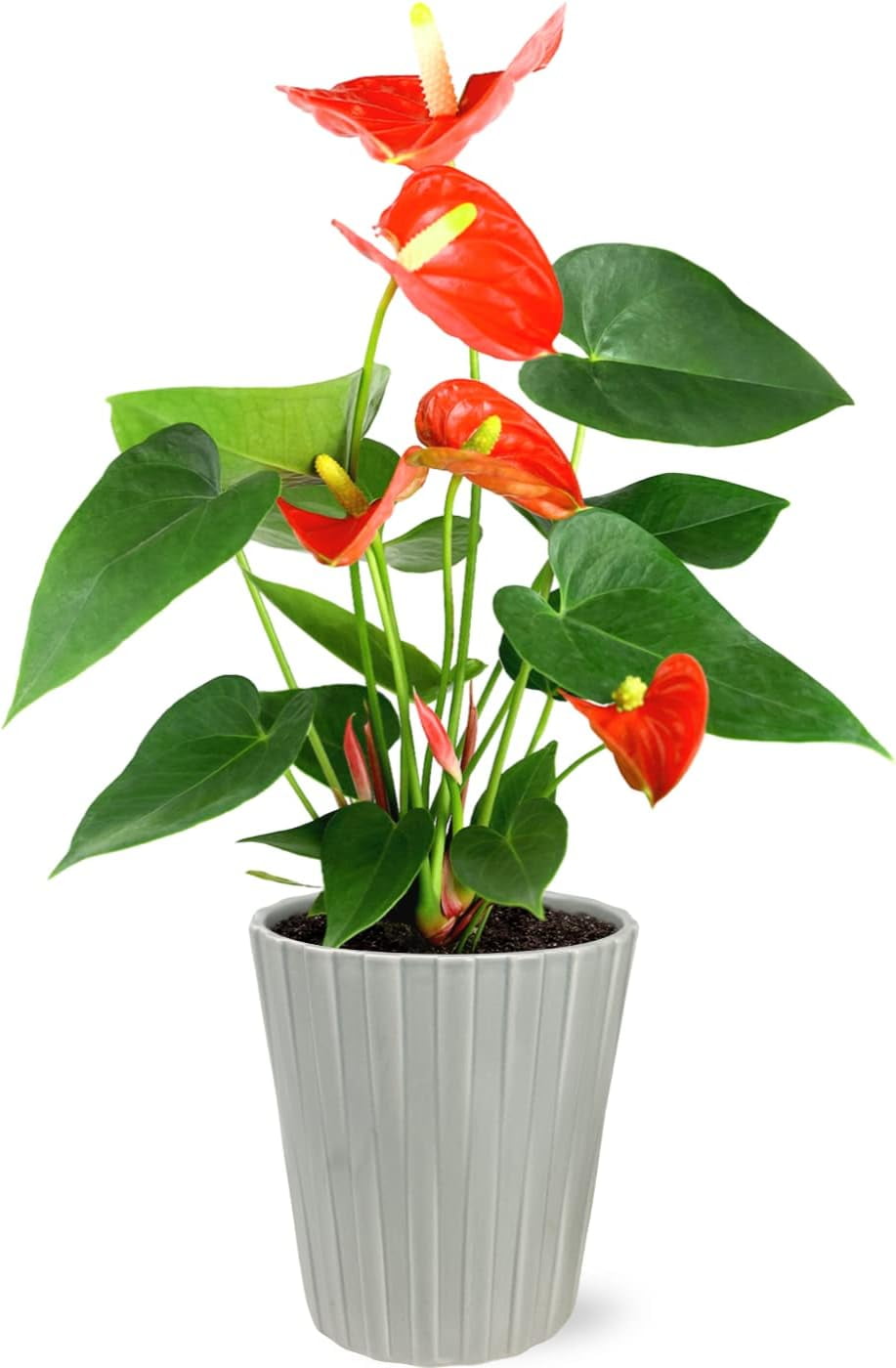 Just Add Ice 14-18" Tall Coral Anthurium Live Plant in 5" Moss Topped Grey Ceramic Pot, House Plant