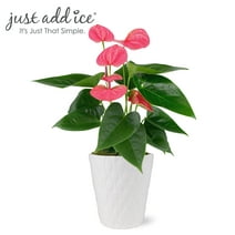 Just Add Ice 14-18" Tall Pink Sweet Dream Anthurium Live Plant in 5" Moss Topped White Ceramic Pot, House Plant