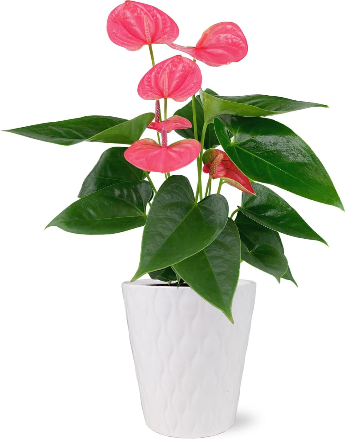 Just Add Ice 14-18" Tall Pink Sweet Dream Anthurium Live Plant in 5" Moss Topped White Ceramic Pot, House Plant