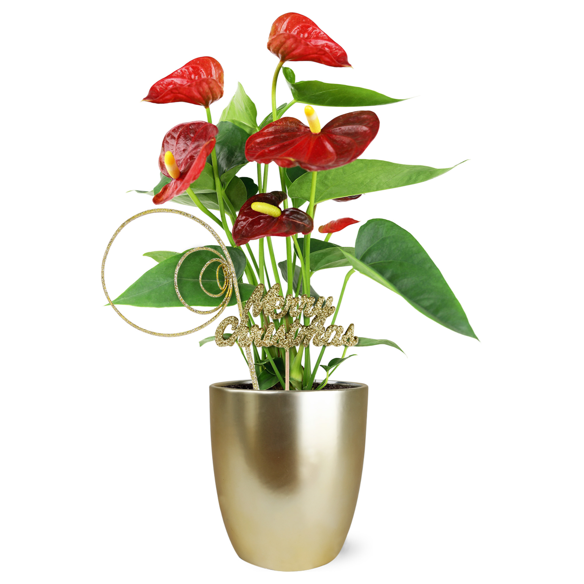 9GreenBox Red Christmas Cactus Plant Zygocactus 4" Pot