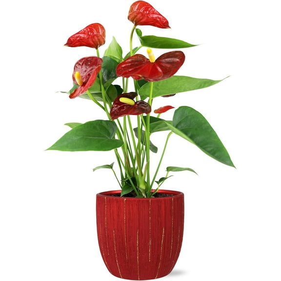 Just Add Ice 14-18" Tall Red Anthurium in 5" Red Ceramic Pot, Live Plant, Indirect Light, Indoor House Plant