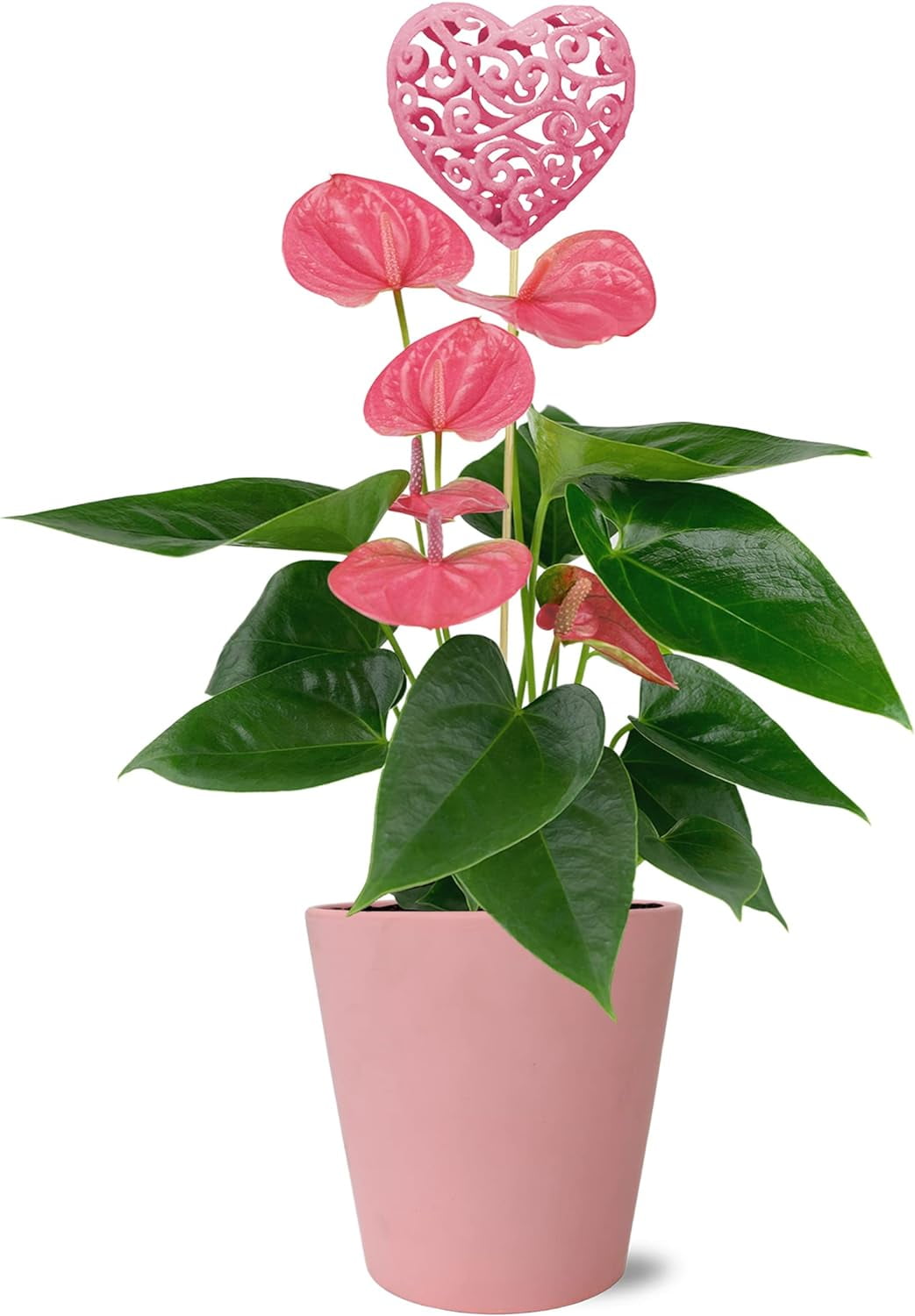 Just Add Ice 14-I8" Valentine's Day Pink Anthurium Live Plant in 5" Pink Ceramic Pot with Pink Heart, House Plant