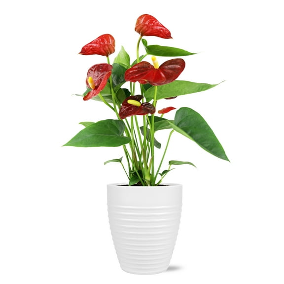 Just Add Ice Live Indoor Plant 14" Tall Anthurium Live Plant in 5" Decorative Fiber Clay Pot