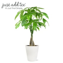 Just Add Ice 14" Tall Money Tree Live Plant in 5" Decorative Fiber Clay Pot, House Plant