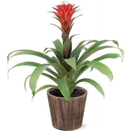 Just Add Ice 15-17" Red Guzmania Hope Bromeliad Live Plant in 5" Moss Topped Brown Wood Pot, House Plant