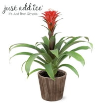 Just Add Ice 15-17" Red Guzmania Hope Bromeliad Live Plant in 5" Moss Topped Brown Wood Pot, House Plant