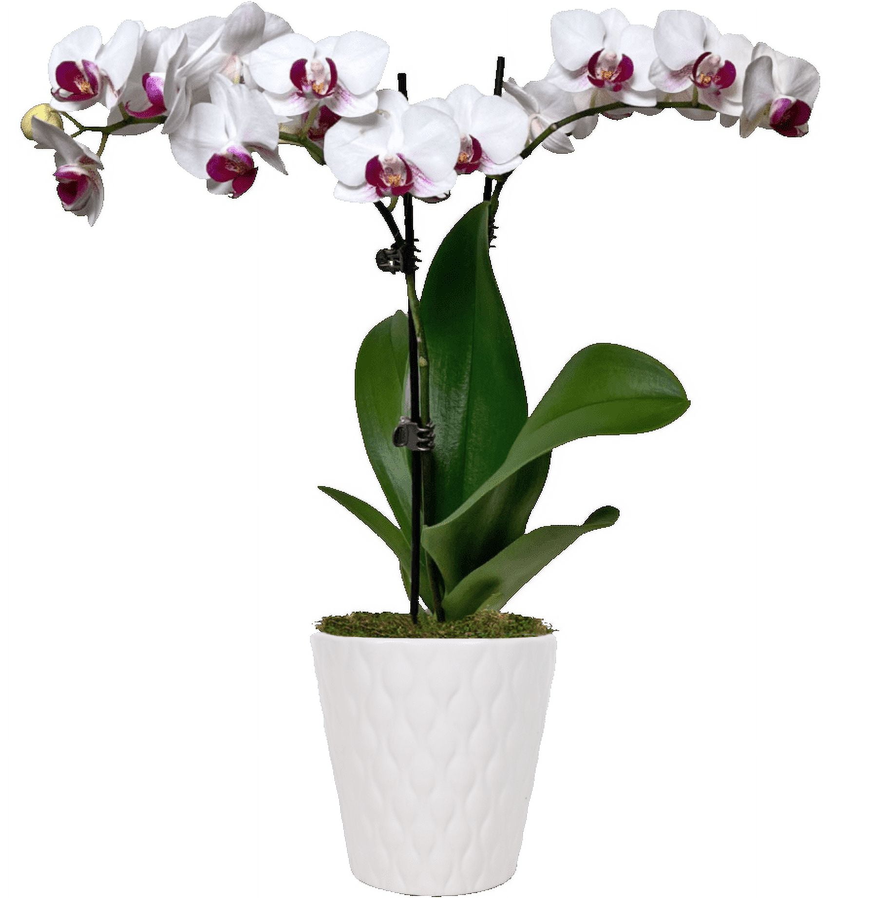 Just Add Ice 15-20" White and Purple Petite Orchid Live Plant in 3" White Ceramic Pot, House Plant