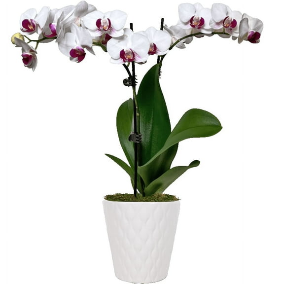 Just Add Ice 15-20" White and Purple Petite Orchid Live Plant in 3" White Ceramic Pot, House Plant