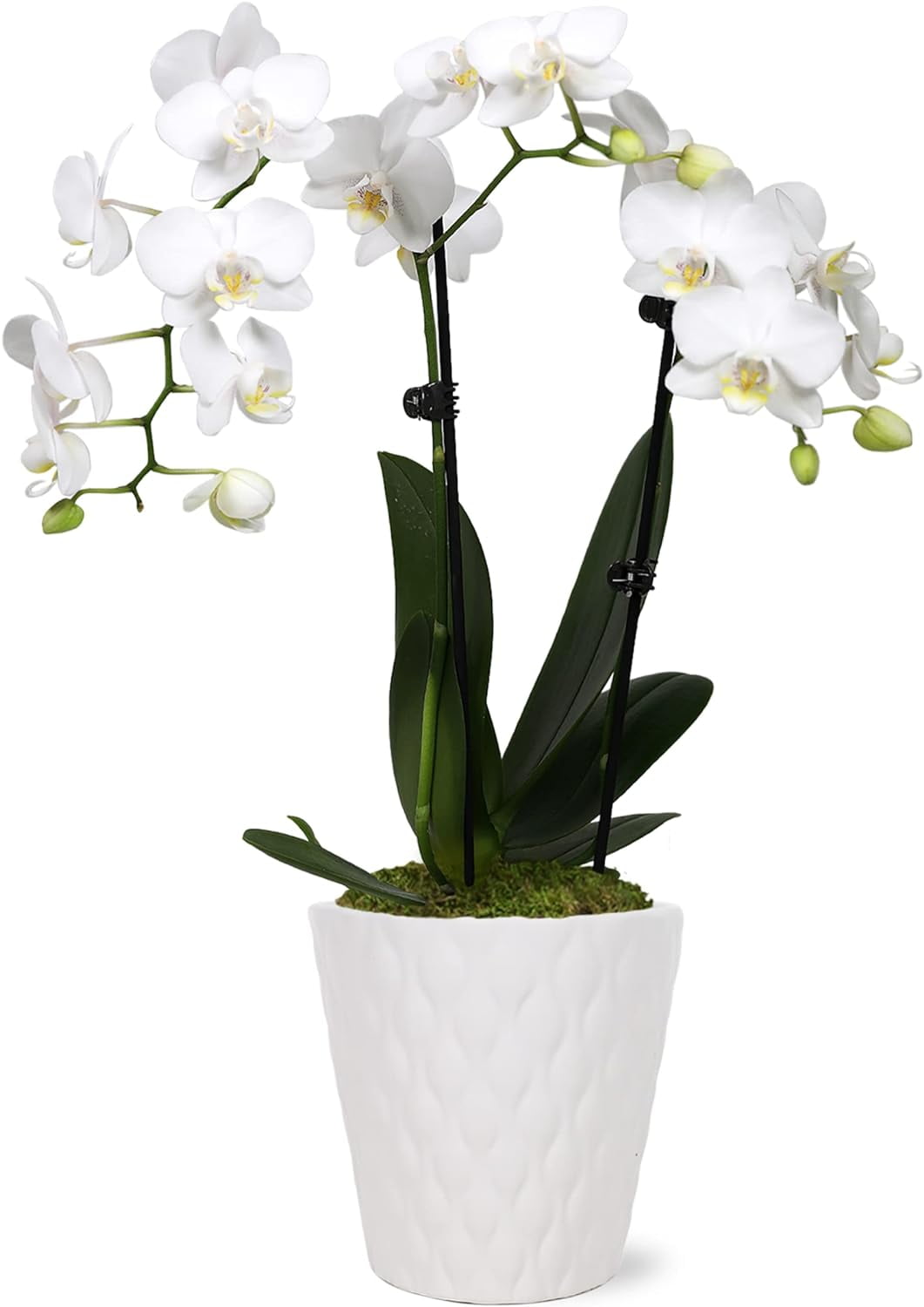 White Phalaenopsis Orchid in Beige Ceramic Pot