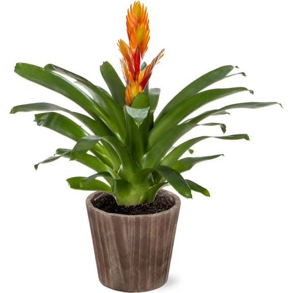 Just Add Ice 15" Tall Orange Vriesea Bromeliad Live Plant in 5" Moss Topped Brown Wood Pot, House Plant