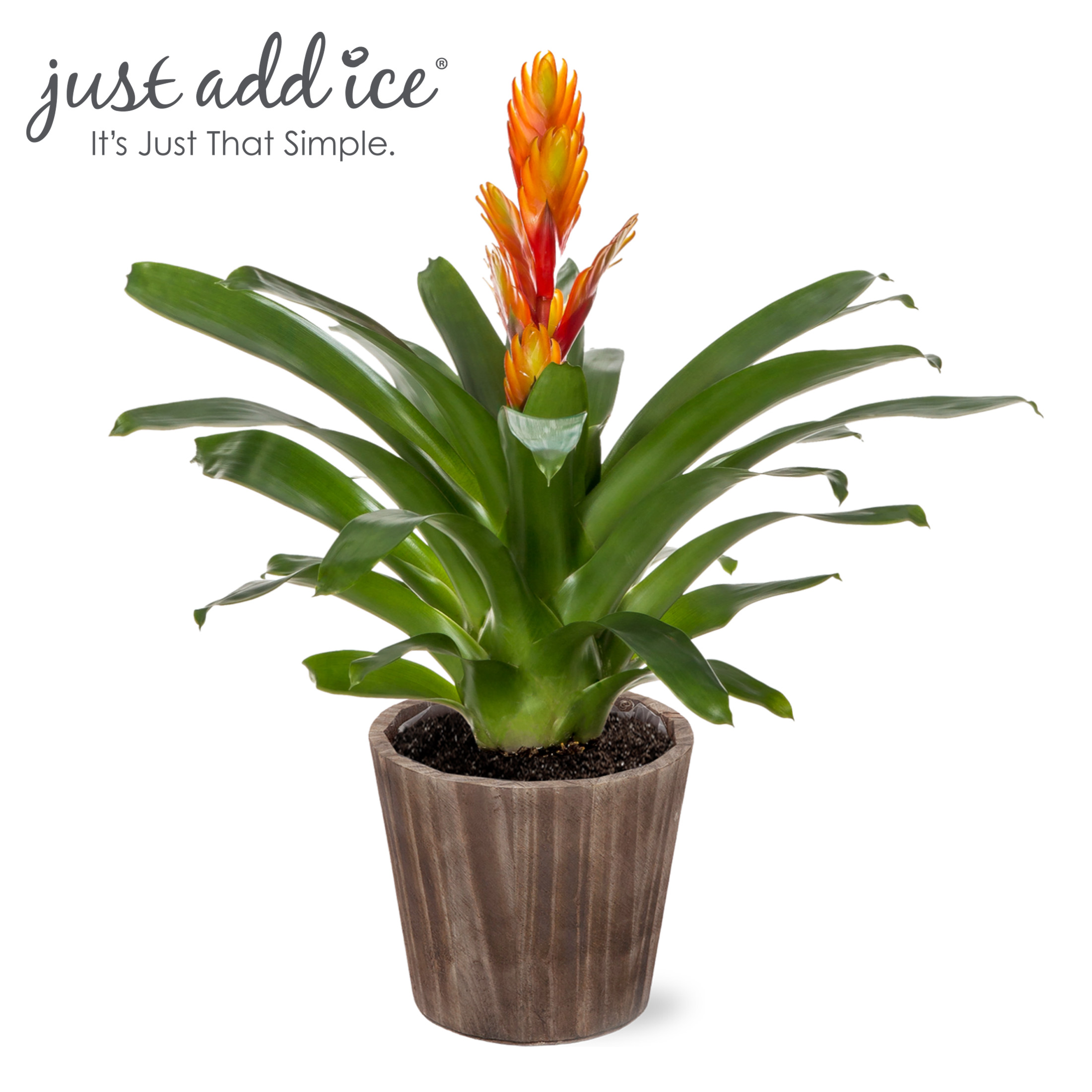 Just Add Ice 15" Tall Orange Vriesea Bromeliad Live Plant in 5" Moss Topped Brown Wood Pot, House Plant - image 1 of 6