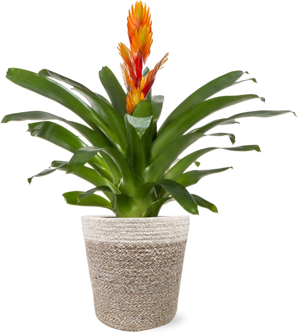 Just Add Ice 15" Tall Orange Vriesea Bromeliad Live Plant in 5" Moss Topped Cream Jute Pot, House Plant