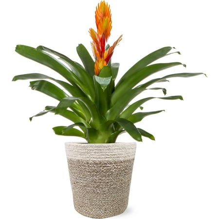 Just Add Ice 15" Tall Orange Vriesea Bromeliad Live Plant in 5" Moss Topped Cream Jute Pot, House Plant